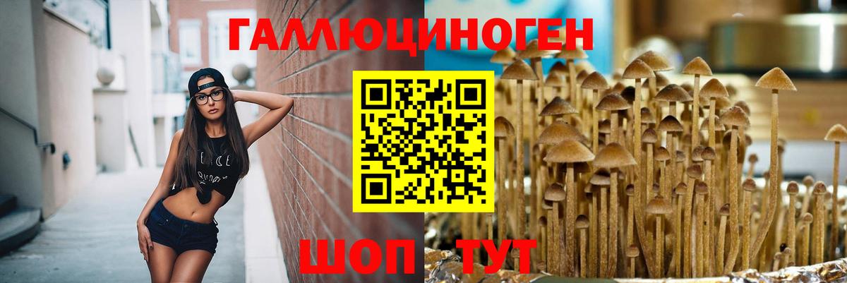 дарнет шоп  Вход с VPN  Советск  Псилоцибиновые грибы Psilocybe 